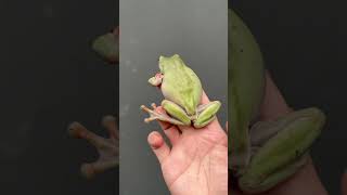 DUMPY TREE FROG [upl. by Einahpehs]