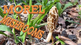 Finding Morel Mushrooms [upl. by Berey697]