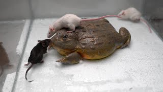 Giant African Bullfrog eats adult mice Warning live feeding [upl. by Imar274]