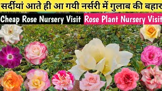 गुलाब चाहिए सस्ते दाम पर तो फटाफट आ जाओ दुर्गा नर्सरी🌹Rose Plant Nurseey Visit👍Plant Nursery Visit👌 [upl. by Hortensia]