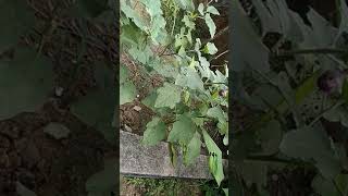 Vegetables amp Paan ka Patta BKNiwas BaleshwarOfficial Baleshwar shorts Shortsvideos [upl. by Nette]