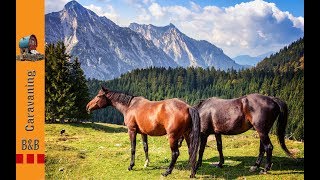 Campingurlaub in ÖsterreichSalzkammergutCamping LindenstrandWolfgangsee St Wolfgang Postalm [upl. by Nims557]