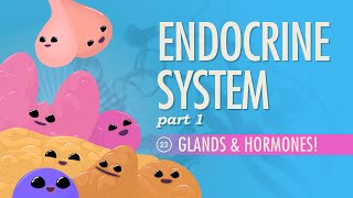 Endocrine System Part 1  Glands amp Hormones Crash Course Anatomy amp Physiology 23 [upl. by Denice475]