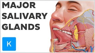 What are the Major Salivary Glands  Human Anatomy  Kenhub [upl. by Euqinorev]