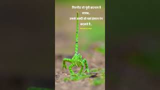 Girgit status girgit status in hindi girgit shayari status chameleon whatsapp status shorts [upl. by Asilahs]