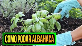 Podas de la ALBAHACA  Como Aumentar TAMAÑO y Reproducir Albahaca [upl. by Ariadne]