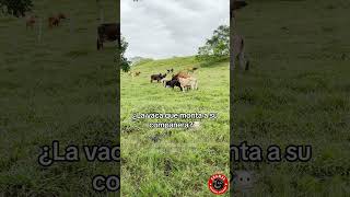 ¿Cuál vaca crees que este en celo rancho ganado agro campo ganaderia zootecnia [upl. by Gunner]