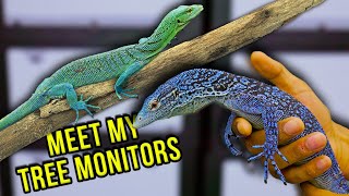 Meet My New Tree Monitors [upl. by Yslehc376]