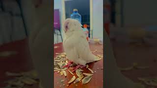 music newmusic love afrobeats song calopsitte birds oiseaux parrot snoupy sky [upl. by Wira496]