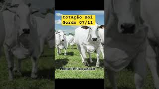 Cotação Boi Gordo CepeaB3 pecuaria fazendas gado agro boigordo leilaodegado [upl. by Mathilde]