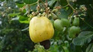 The cashew tree Anacardium occidentale [upl. by Kasey]