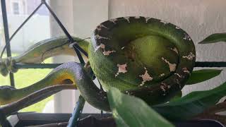 Emerald Tree Boa Giving Birth  Whiterose Litter 2024 [upl. by Dode]