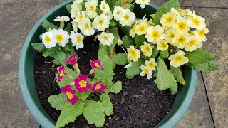 Planting primula polyanthus and primrose  spring  container flower gardening [upl. by Atiuqes]