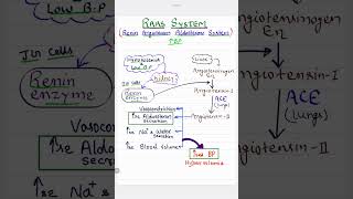 Renin Angiotensin Aldosterone System  RAAS Mechanism   High Blood Pressure [upl. by Aisatana]