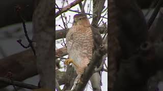 Coopers Hawk A Beautiful Hawk You Must See [upl. by Cynth]