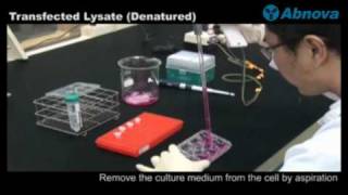 Transfected Lysate Denatured [upl. by Kat]