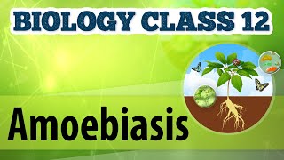 Amoebiasis  Human Health amp Diseases  Biology Class 12 [upl. by Jackie150]