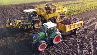 Beumaco beet harvest [upl. by Mcculloch605]