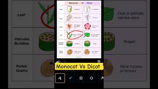 difference between monocots and dicots biology viralshorts shortvideo youtubeshorts 💫✨ [upl. by Odlanir]