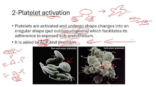 شرح فسيولوجي Polycythemia Platelet Plug Formation Thrombocytopenic Purpura [upl. by Rramel]