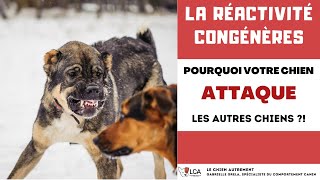 Pourquoi mon chien estil agressif envers les autres chiens [upl. by Echo229]