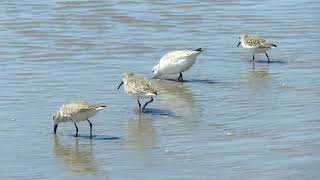 sanderlings [upl. by Rania]