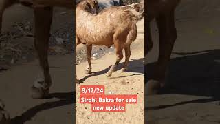 Sirohi Bakra for sale new update812249870046927viral Govandi Mumbai [upl. by Cogen613]