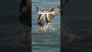 Daredevil Osprey dives talon first into the water and snatches a toothy lizardfish from the deep [upl. by Annabal]