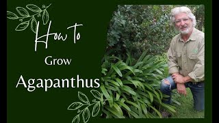 How to Grow Agapanthus [upl. by Belak]