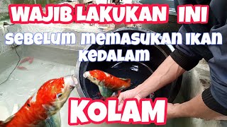 CARA MEMELIHARA IKAN KOI UNTUK PEMULA [upl. by Portwin86]