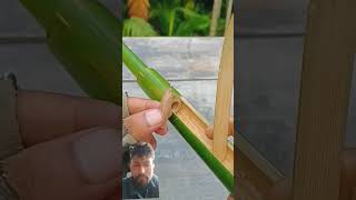 Bamboo 🎍 creation new spring crossbow 🏹♐ slingshot bamboo archery satisfying diy shorts [upl. by Yriek]