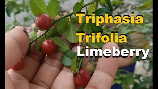 Fruit Review Triphasia Trifolia  Limeberry [upl. by Ursel39]