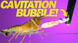 Snapping Shrimp Attacks at 11000 fps  CAVITATION BUBBLES [upl. by Safko]