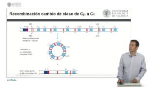 Cambio de isotipo de las inmunoglobulinas  2525  UPV [upl. by Eihtak]