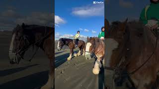 Horse Riding at Muriwai Beach wwwmuriwaibeachhorsetreksconz [upl. by Savadove]