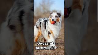 Owczarek Australijski [upl. by Haidedej805]