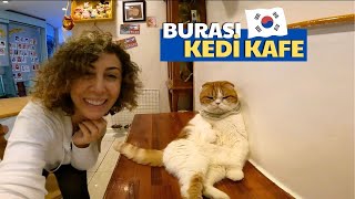 ÇILGIN KORE KAFELERİ 🇰🇷 53 Kedi Kafede Yaşıyor Seul  172 [upl. by Biggs]