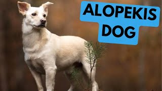 Alopekis Dog  TOP 10 Interesting Facts [upl. by Carolyne]