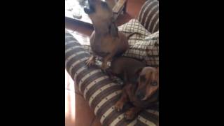 Dachshund ladrando teckel [upl. by Cosetta]