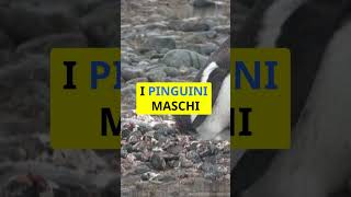 i pinguini e il corteggiamento animali animals cibo pinguini [upl. by Anestassia982]