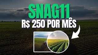 SNAG11 INVESTINDO R 250 POR MÊS  QUAIS OS RESULTADOS [upl. by Biernat]