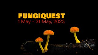 Its on FUNGIQUEST 2023  1  31 May [upl. by Burrell]