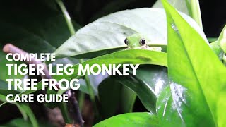 Complete Tiger Leg Monkey Tree Frog Care Guide [upl. by Marlee824]