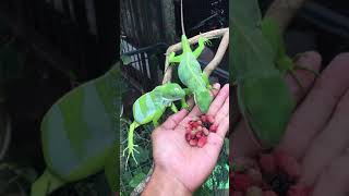 Fiji Banded Iguana Eating Mulberry Fruit  Brachylophus fasciatus [upl. by Granoff]