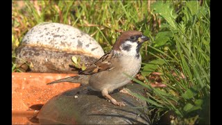 Passera mattugia Passer montanus [upl. by Aryaz]