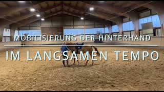 Erster Beritt Dyami Dt Reitpony 8 Jahre [upl. by Hairym]