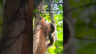 Meet the Rarest Gibbon Species Ive Ever Seen in the Wild gibbon wildlifeshorts [upl. by Nwahsor44]