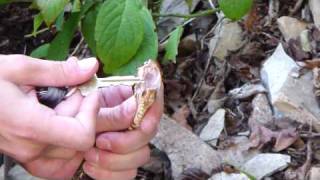 handling a cottonmouth Agkistrodon piscivorous in the field PLEASE DO NOT ATTEMPT [upl. by Eenehs821]