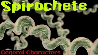 Spirochetes in hindi  Spirochetes microbiology in hindi [upl. by Ongineb]