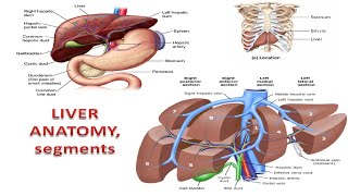 Liver Facts You Wont Believe [upl. by Buyers]